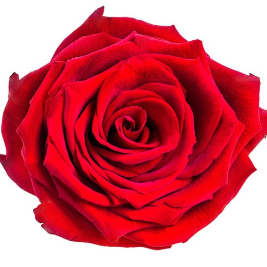 Gül Aroması