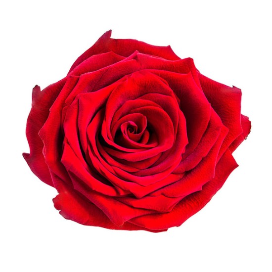 Gül Aroması Gül Aroması